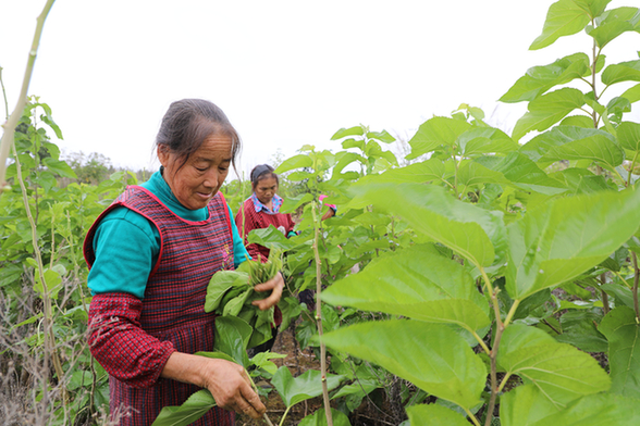 岑巩县天星乡山岗村金猫坡蚕桑种植基地,村民在采桑叶.