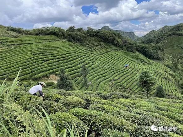 都匀毛尖万亩茶园冬管忙