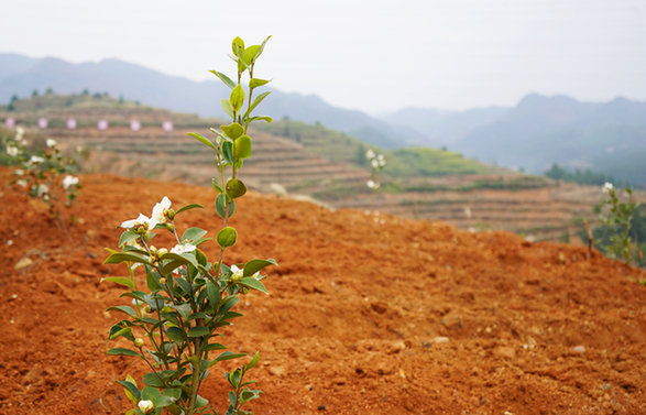 岑巩县大有镇异溪村千亩油茶基地的油茶长势良好.