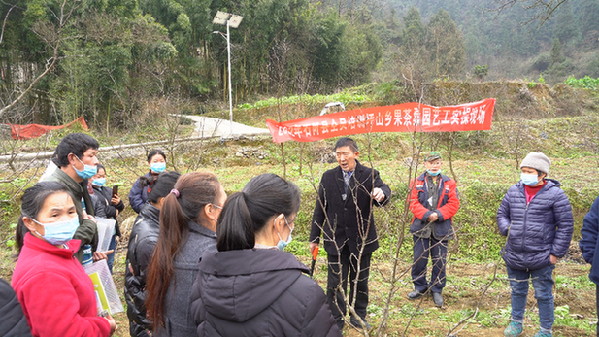 日前,石阡县坪山乡开办了一期果茶桑园艺工技能培训班,每天,村民们是