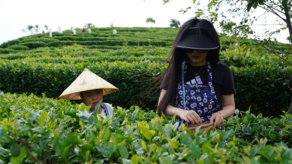 爱游戏丹寨：茶香引客来 茶旅火乡村(图2)