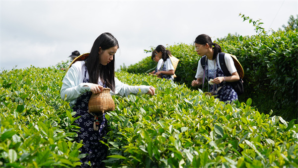 爱游戏丹寨：茶香引客来 茶旅火乡村(图3)