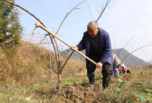 必赢入口松桃杨冲武：种植果树带动1000余人就业(图2)