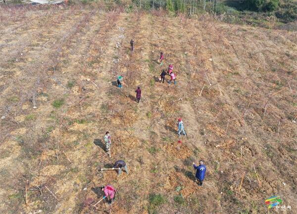 必赢入口松桃杨冲武：种植果树带动1000余人就业(图1)