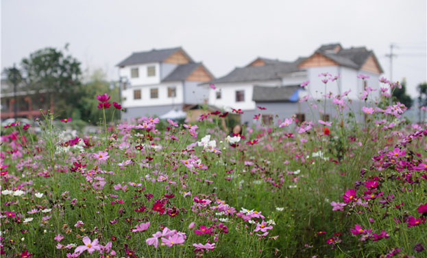 贵州惠水"好花红"生态花海引游客