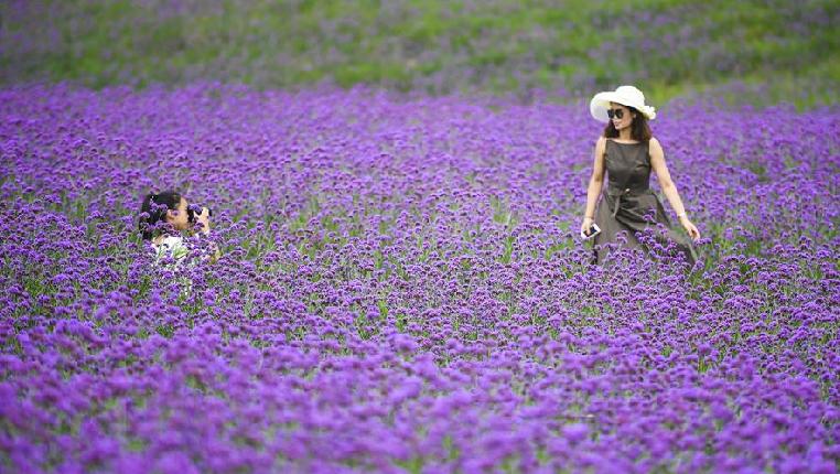 贵州桐梓:紫色花海醉游人