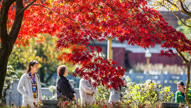 贵州大方：秋日&ldquo;枫&rdquo;景美