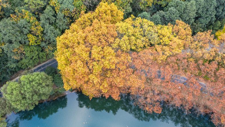 贵阳：黄金大道秋意浓