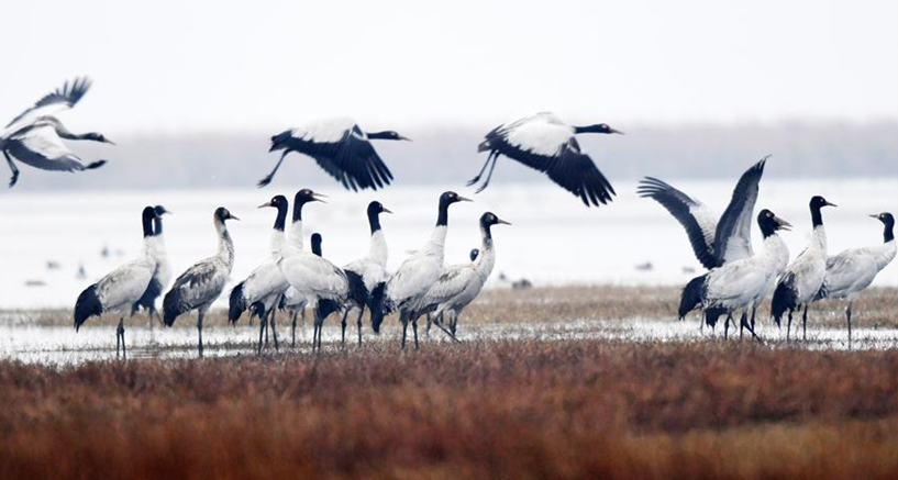 贵州草海迎来大批越冬候鸟