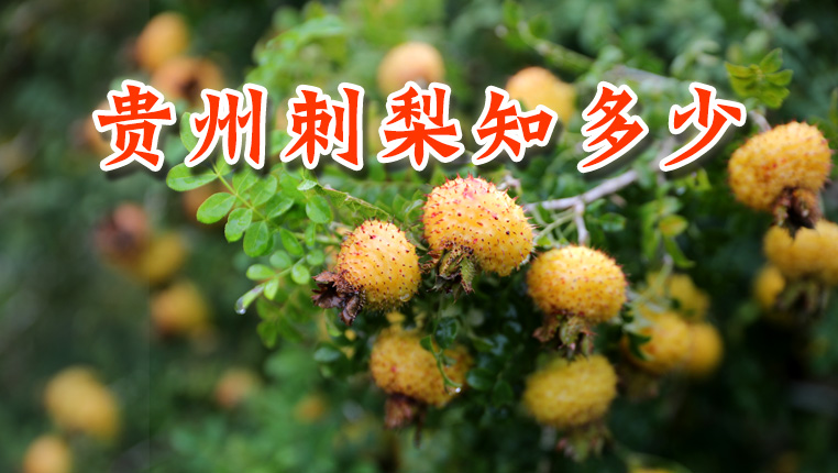 贵州刺梨知多少