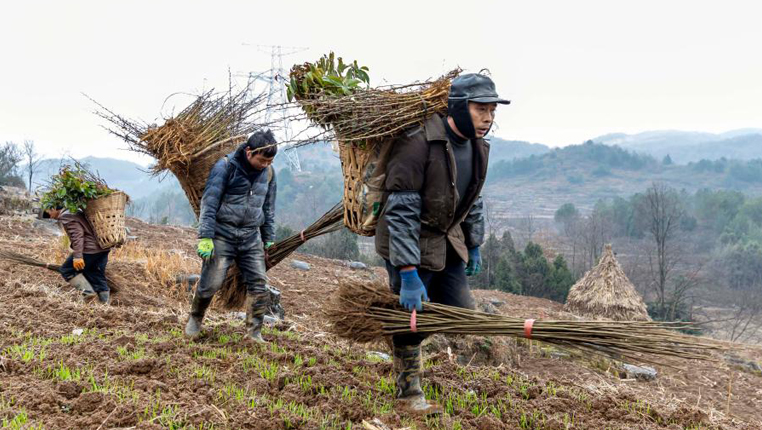 贵州黔西:推进国储林建设 加快石漠化治理