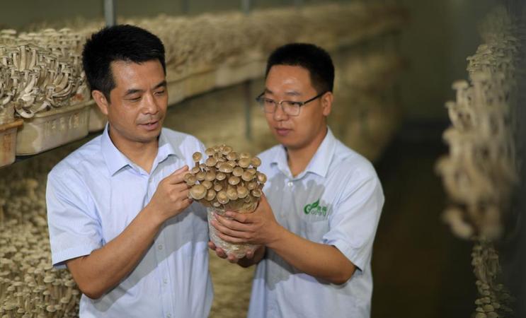 贵州玉屏：菌菇产业助力乡村振兴