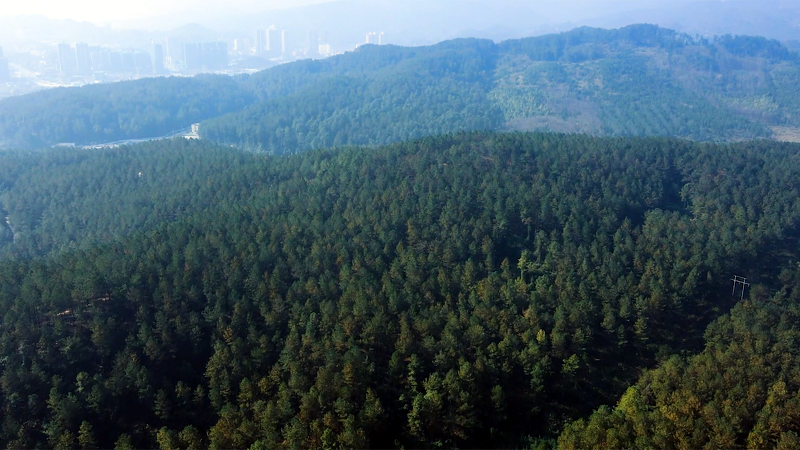 贵州：探索发展“林下经济” 走绿色高质量发展之路