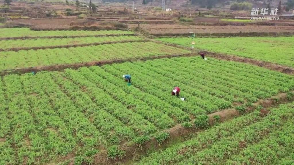 微视频｜小小豌豆尖助力乡村振兴