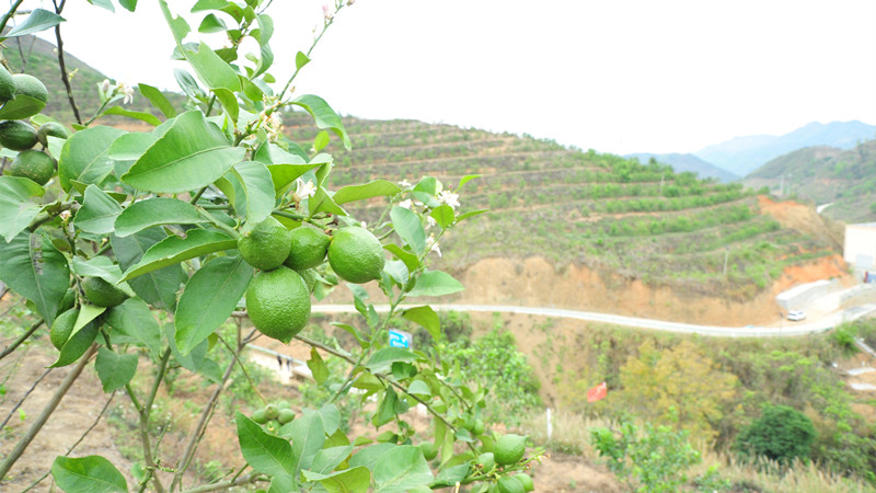 贵州黔西南推动现代山地特色高效农业发展