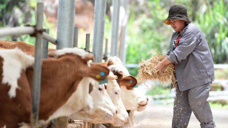 贵州黄平：生态养牛让乡村振兴有“犇”头